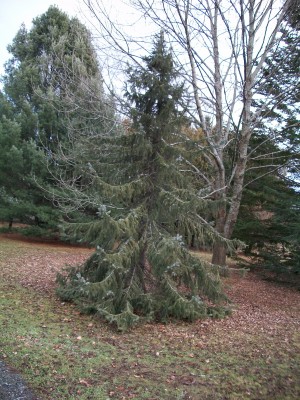 picea-omorika-conifersociety