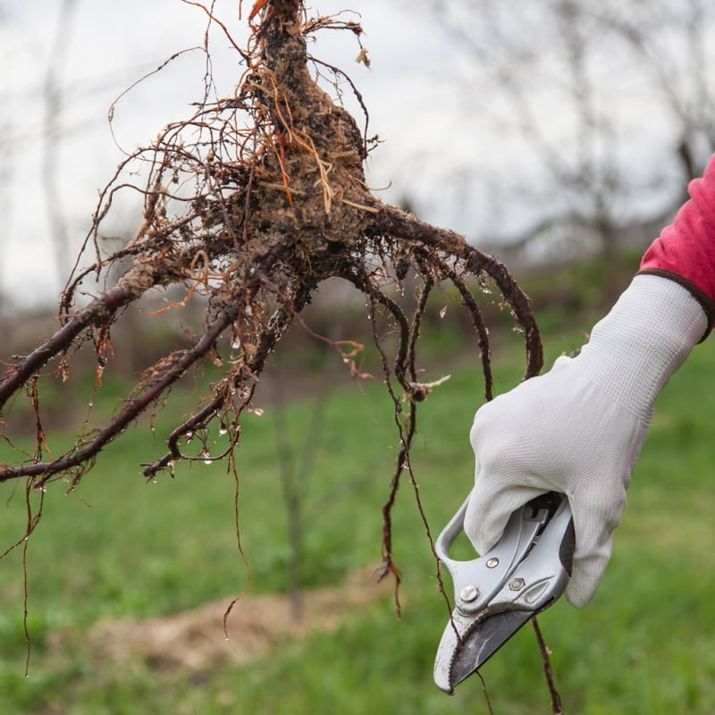 root-pruning