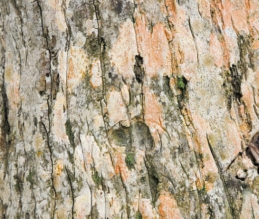 decaying bark of a tree