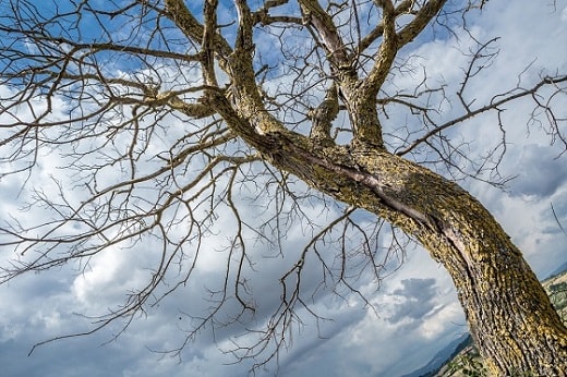 tree falling leaf