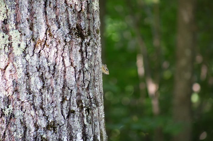 Tree and Shrub Care Preparing for Fall-min