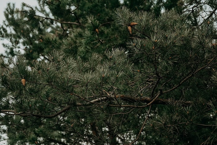 Tree and Shrub Care Preparing for Fall 3-min