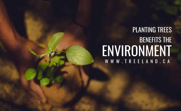 planting-trees-benefits-the-environment