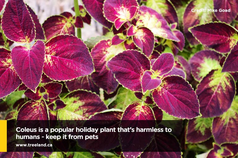 Coleus is a popular holiday plant that’s harmless to humans - keep it from pets