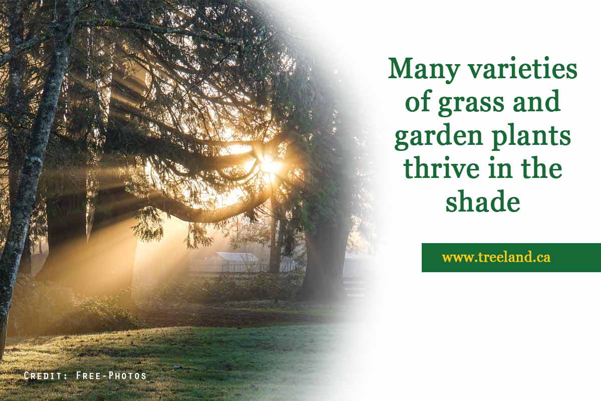 Many-varieties-of-grass-and-garden-plants-thrive-in-the-shade