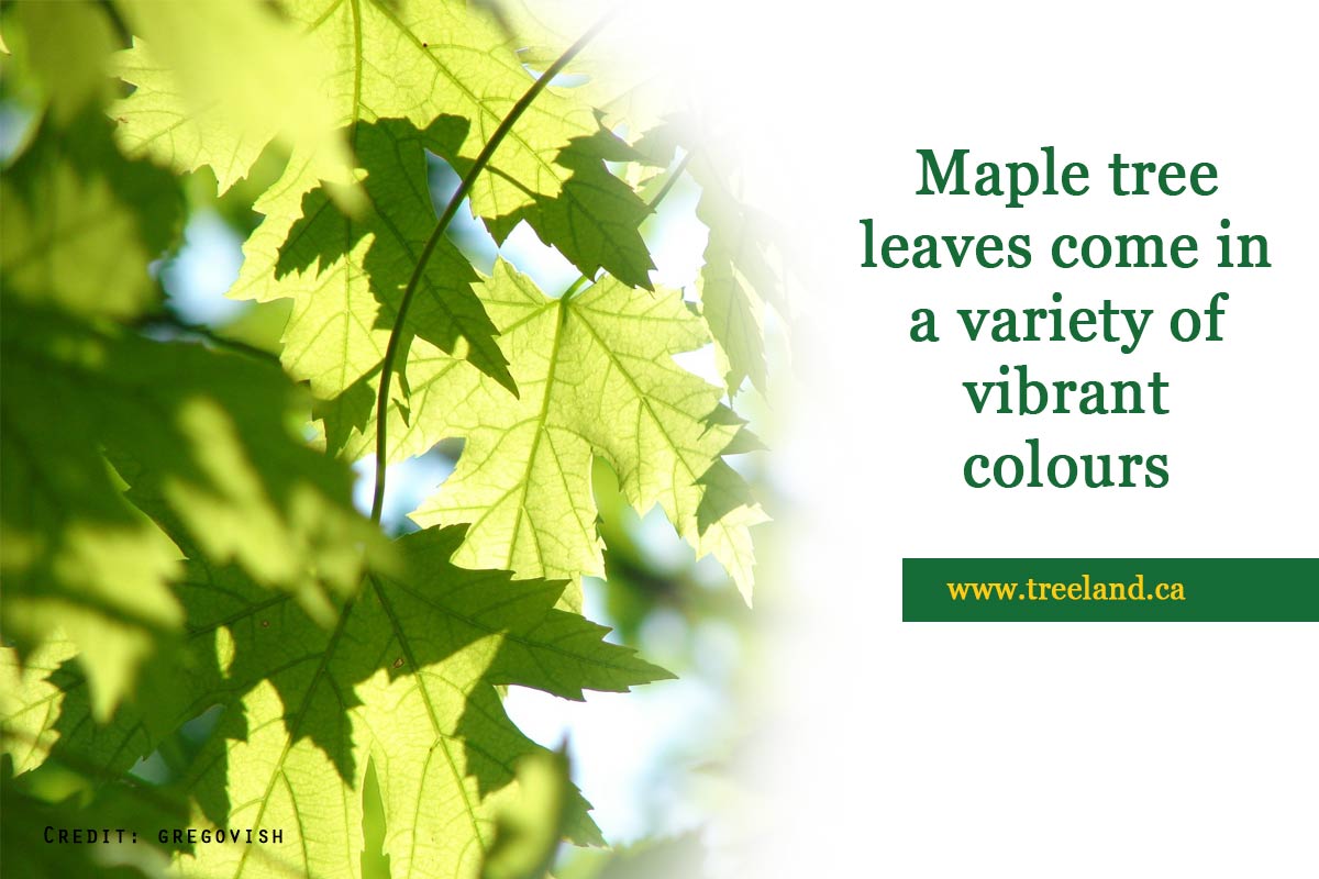 Maple-tree-leaves-come-in-a-variety-of-vibrant-colours