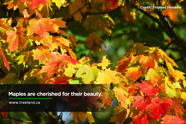 Maples-are-cherished-for-their-beauty