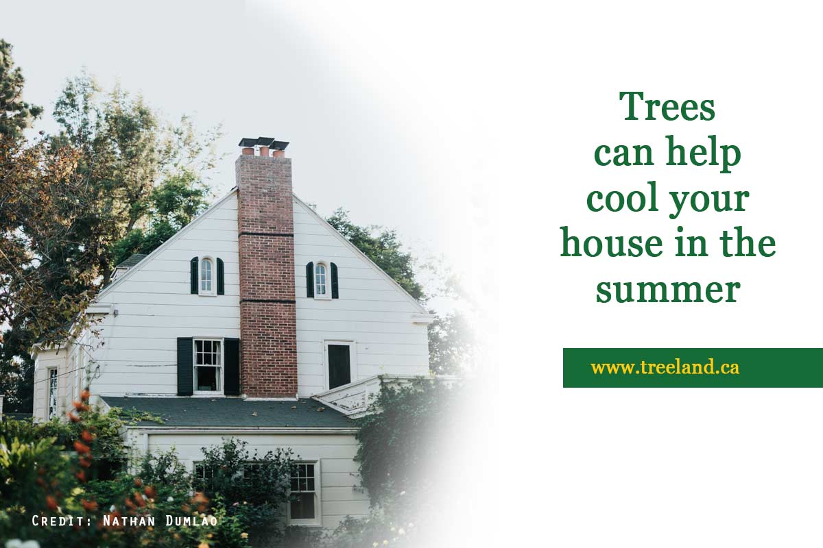 Trees-can-help-cool-your-house-in-the-summer